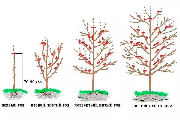 Обрезка яблони Память Ульянищева6