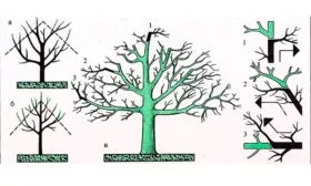 Обрезка яблони Райская9
