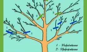 Обрезка яблони Штрейфлинг11 яблони Штрейфлинг11