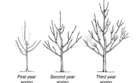 Обрезка Яблоня Бельфлёр-китайка4