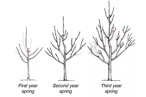 Обрезка Яблоня Бельфлёр-китайка4