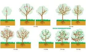 Обрезка яблоня Триумф7
