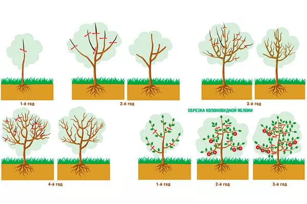 Обрезка яблоня Триумф7