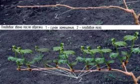 Обрезка2 винограда Родина13