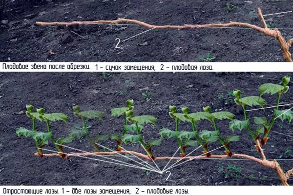 Обрезка2 винограда Родина13