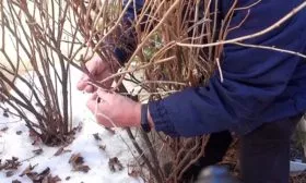 одготовка к зиме смородины Деликате7