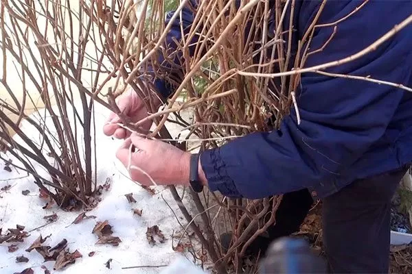 одготовка к зиме смородины Деликате7