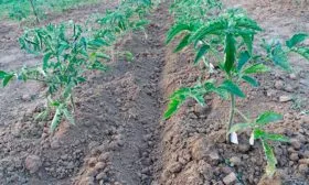 Окучивание томаты Чудо Света6