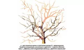 Омолаживающая