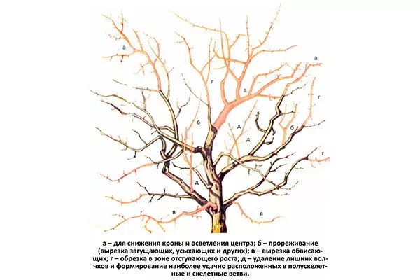 Омолаживающая