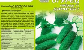 описание огурцов Диригент5