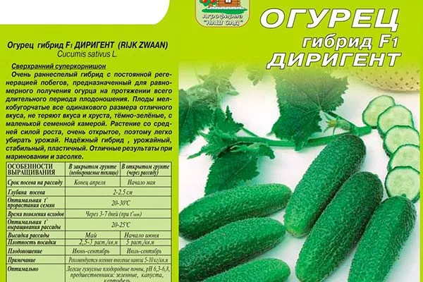 описание огурцов Диригент5