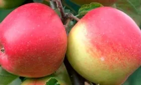 описание плодов яблони Ветеран8