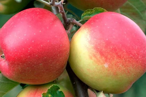 описание плодов яблони Ветеран8