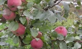 описание плодов яблони Брянское