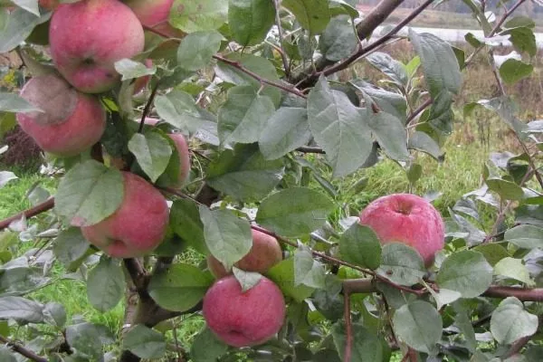 описание плодов яблони Брянское