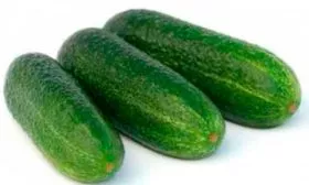 описание плодов описание огурцов Диригент52