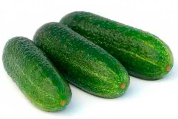 описание плодов описание огурцов Диригент52