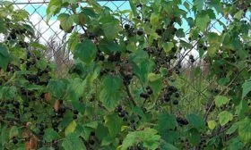 описание смородины Сибирская6