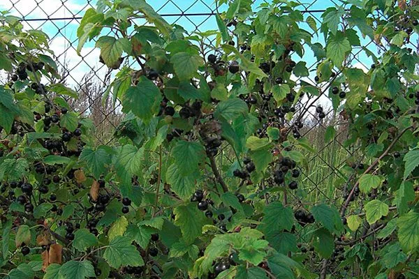 описание смородины Сибирская6