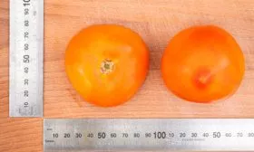 описание томатов Золотая миля8