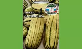 описание тыквы Дынька4