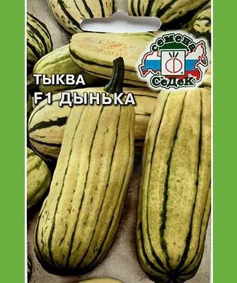 описание тыквы Дынька4