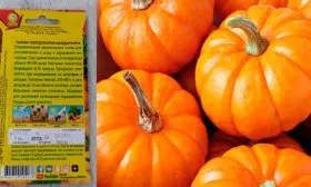 описание тыквы Мандаринка5