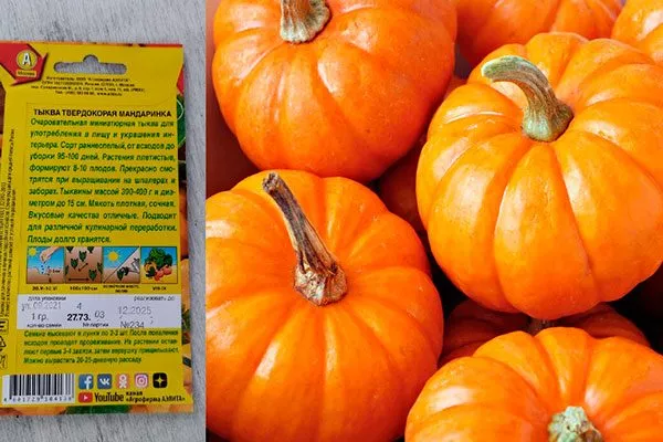 описание тыквы Мандаринка5