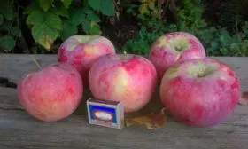 описание яблони Апорт13