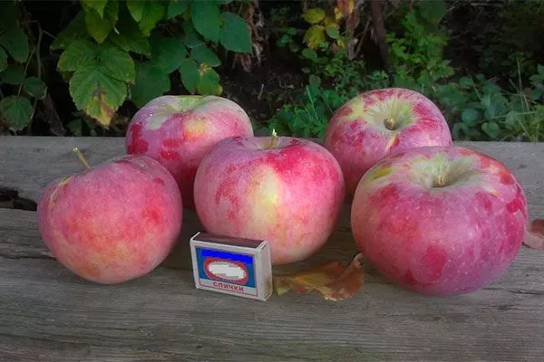 описание яблони Апорт13