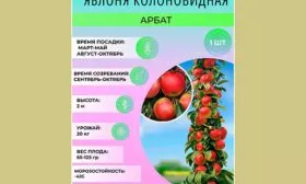описание яблони Арбат5