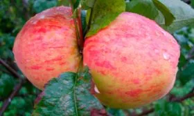 описание яблони Штрейфлинг12 яблони Штрейфлинг12