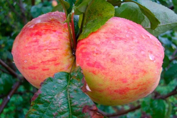 описание яблони Штрейфлинг12 яблони Штрейфлинг12