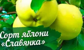 описание яблони Славянка4