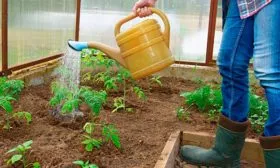 original томата Вишенка чёрная1