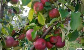 Орлик яблони Память Ульянищева7