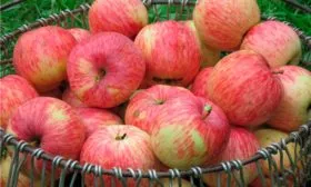 осеннее Яблоня Бельфлёр-китайка5