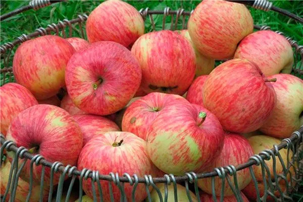 осеннее Яблоня Бельфлёр-китайка5