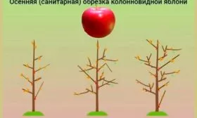 осенняя обрезка яблони Арбат6