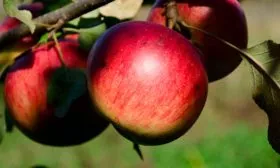 Осенняя радость яблони Райская10