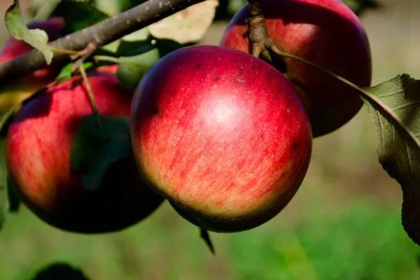 Осенняя радость яблони Райская10