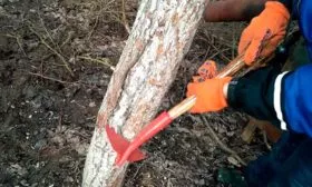 осенняя вспашка, очистка стволов от плотной древесной коры яблони Штрейфлинг13 яблони Штрейфлинг13