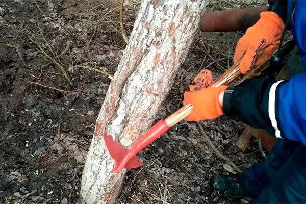 осенняя вспашка, очистка стволов от плотной древесной коры яблони Штрейфлинг13 яблони Штрейфлинг13