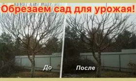 Особенности формирования и обрезки яблони Славянка5