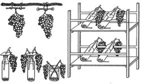 Особенности хранения винограда Родина14