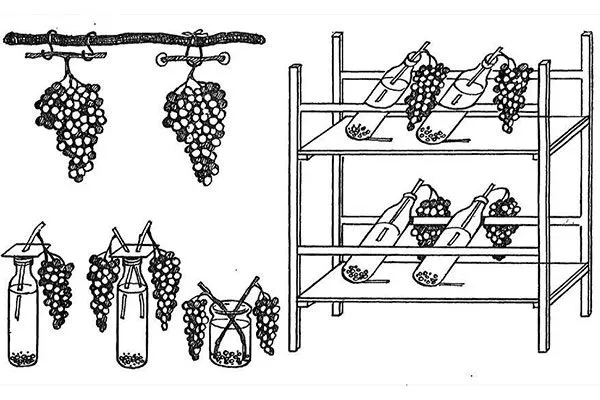 Особенности хранения винограда Родина14