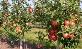 особенности яблони Марат Бусурин8