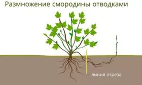 Отводками смородины Деликате9