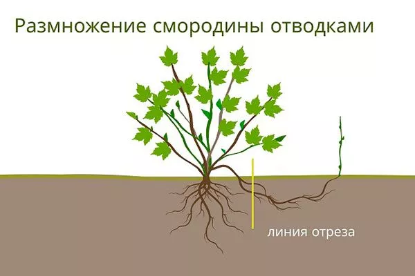 Отводками смородины Деликате9